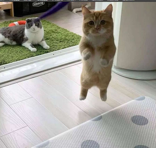  孩子|孩子，你这是练习的什么功夫啊！厉害啊！