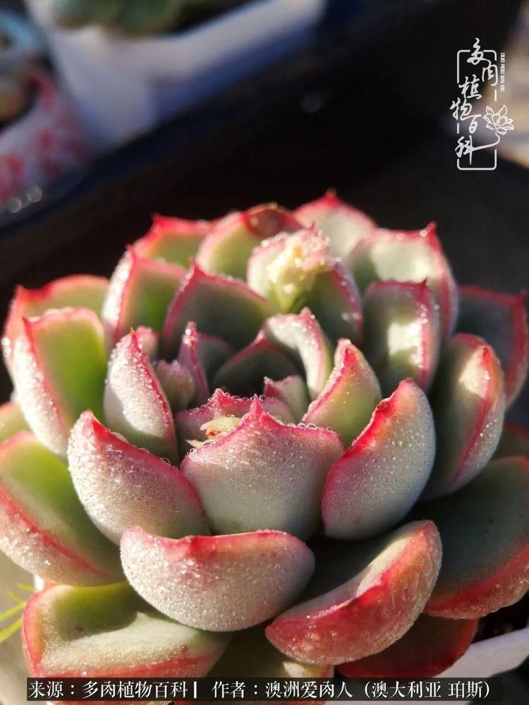 血放|多肉让你把血放，文玩掏空你家当，你要在哪个坑里乘风破浪？