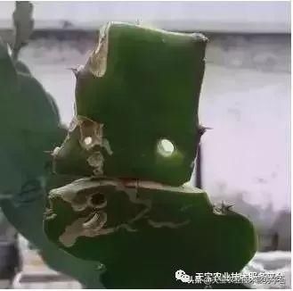虫害|火龙果常见虫害高清图谱