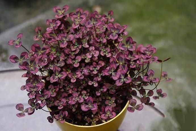 变异|这花被人工培育了，叶子变异后，可以这么美！