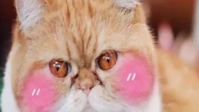 鳌拜|除了古建筑紫禁城里还有猫