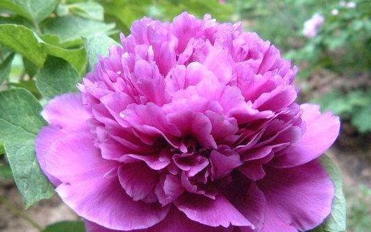  月底|8月底“财运爆棚”，贵人恩宠，家财满堂红的3生肖！