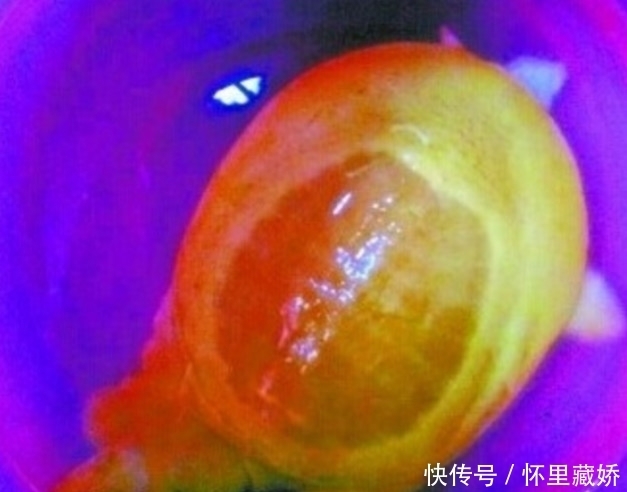 小乌龟|女子意外捡到黄色龟，养了半月，放生时却发生了很奇怪的事情