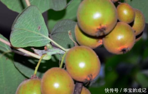 小孩子|深山的一种野果,被誉为“水果之王”,价值很珍贵,一起了解下