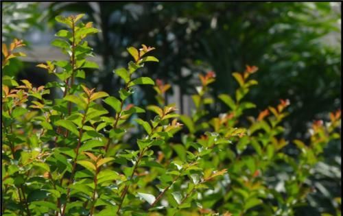  植物|小叶紫薇幼苗采用多效唑栽培技术，从而提高小叶紫薇的观赏价值