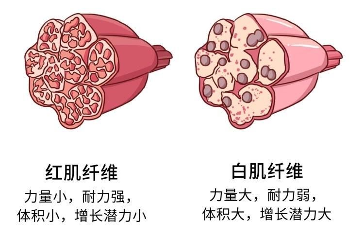  瘦子|一个瘦子的终极烦恼：怎样健康地增加体重？做到这些可以长胖点