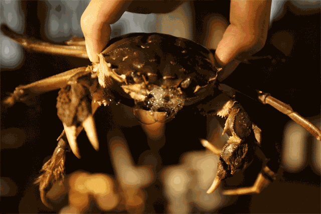 上海|吃法不要这么简单粗暴，请让大闸蟹＂死得其所＂