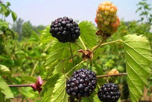  接触性皮|皮肤易过敏？多吃这个水果就够了