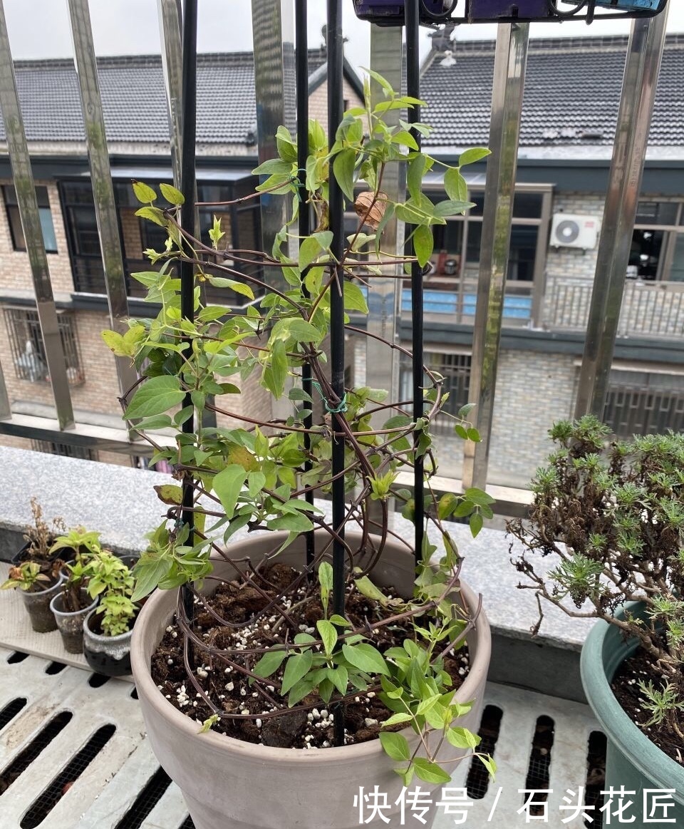 元缓释肥|会养花的人,在秋天必备“4种”肥料,适用所有花卉