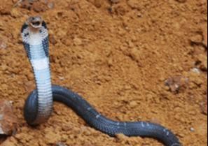  值班|数百条眼镜蛇出逃，工作人员受到急救训练后上阵，24小时值班