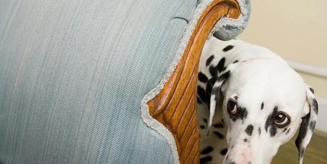 人类|冷知识：狗能看见鬼吗？狗在什么情况下能“看见”鬼？