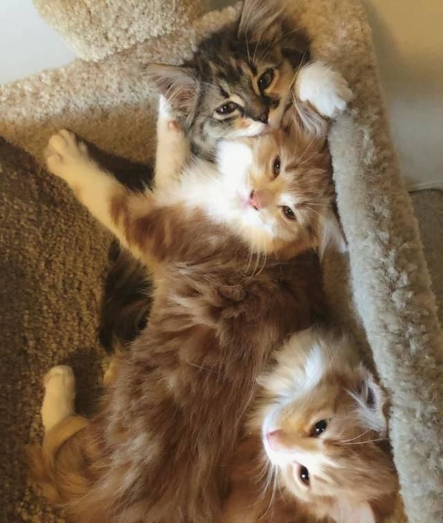  捡回|散养猫捡回三只小奶猫，主人都愣了：你不是已经绝育了吗