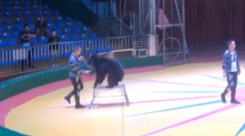  工作人员|西安秦岭野生动物园回应“虐熊”：演出中用塑料指挥棒扎黑熊 工作人员被开除