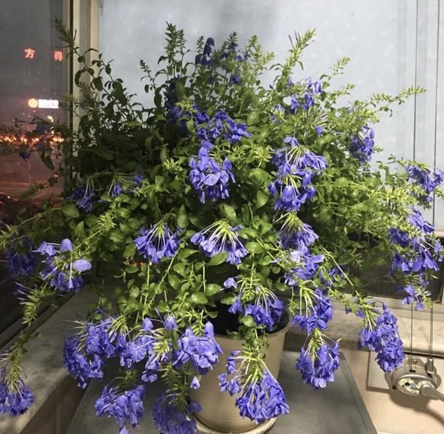  开花植物|养护“花期”的植物，有3件事情不要做，不然花苞嗖嗖落