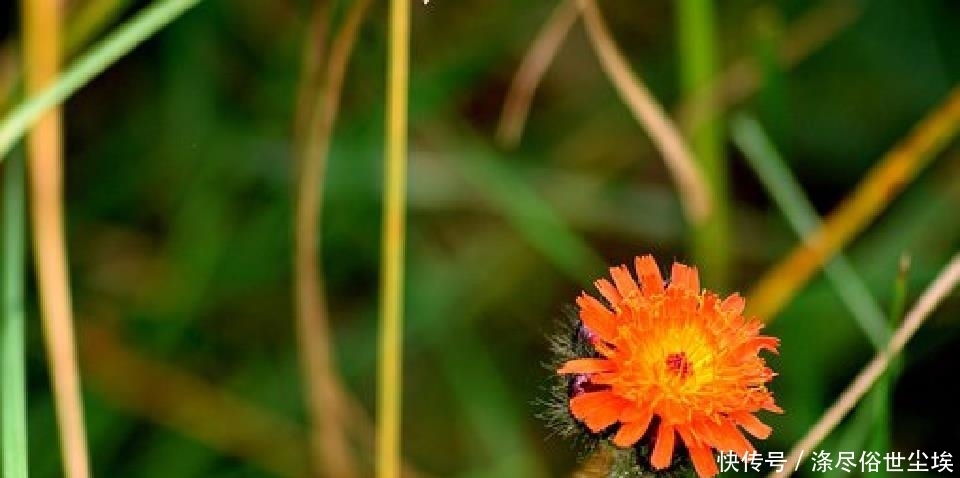 些事情|说到心坎上的人生句子,感悟人生百味,道尽人间甘苦