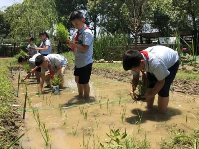  试验|一所小学的11年新劳动教育试验：每个班种两畦农田，从一粒稻谷的长成体味生命