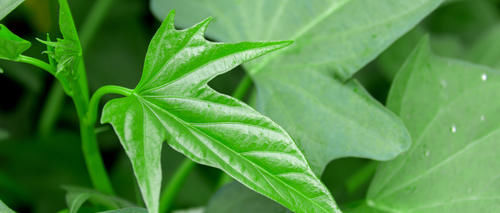  当做|这道菜农村的人喂猪吃，城里的人却当做宝，多吃对身体好处多多