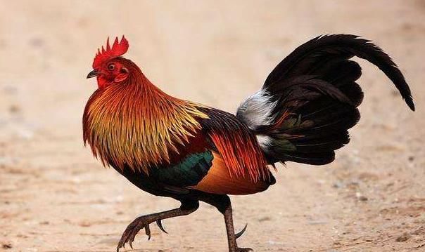  时出生|生肖鸡：出生在以下4个时辰好命好财，赶紧对照看看！