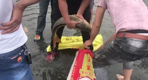  被困|石梁河关闸，成群大鱼被困浅水，有人“捡”了一两百斤
