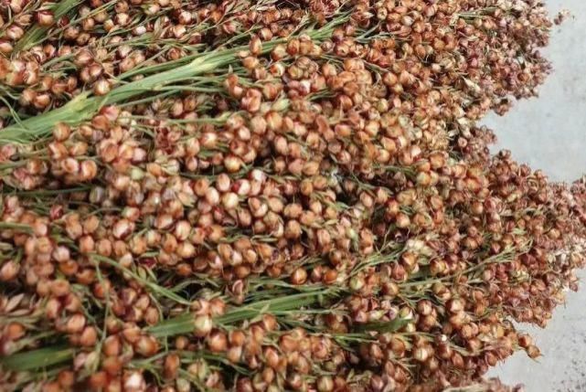 酿酒|季克良:茅台酒生产为什么要用整颗高粱