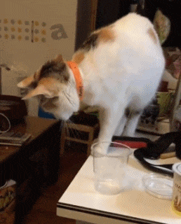 GIF|搞笑GIF：小鱼干给朕藏哪啦？这都不是朕的小鱼干！这货真是贱贱的啊！