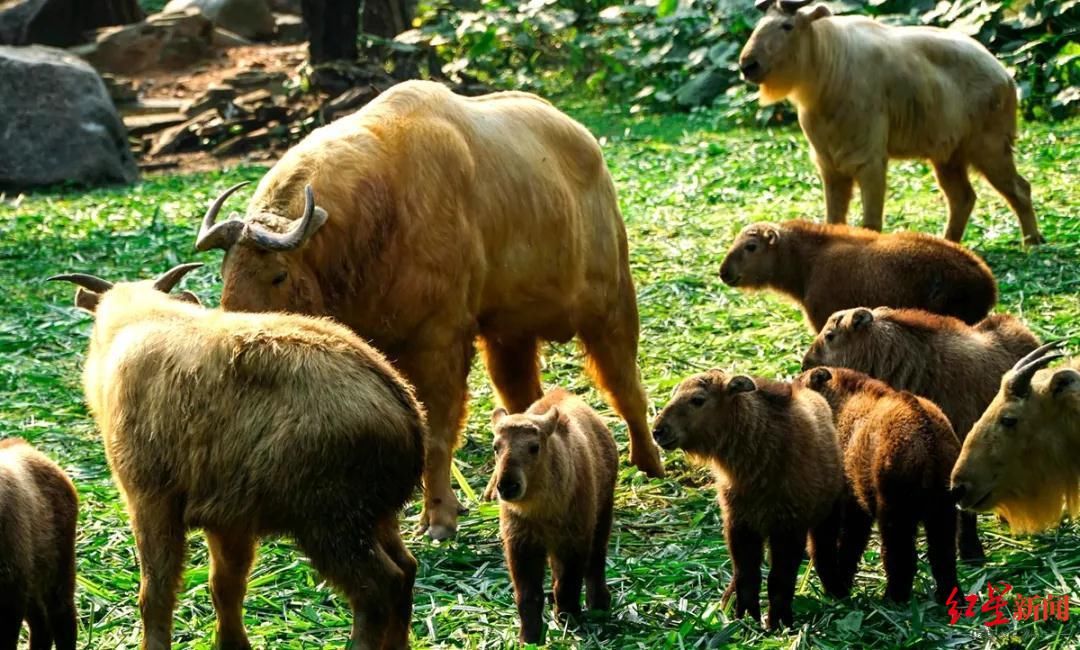 移送|愤怒！才出生几个月，国家一级保护动物野生羚牛宝宝被杀害 嫌疑人被移送检方