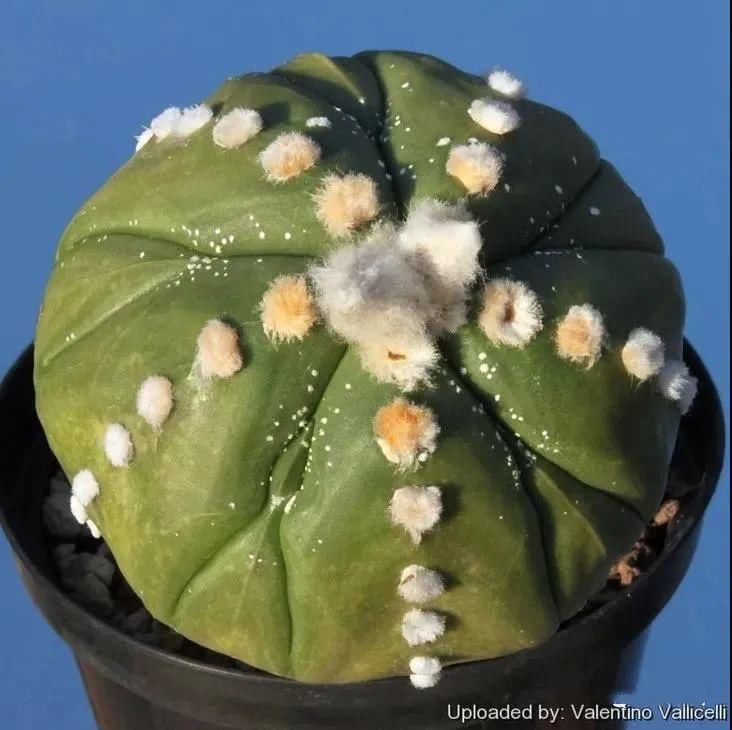  人养|每个人养肉人都应该学会鉴赏“兜”