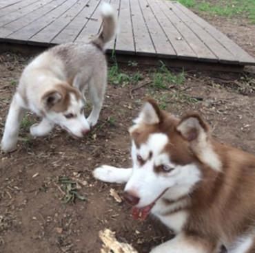 抢吃|男子到朋友家做客,看到两只二哈在抢吃东西,走近看清后无语了