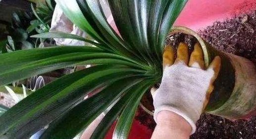 枝头|盆里扔2样东西,养花10年不烂根,叶子油光瓦亮,花苞挂满枝头!