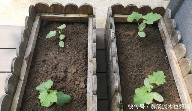 一箩筐|盆栽丝瓜有窍门，一棵瓜几十条，节节都有瓜，一摘一箩筐