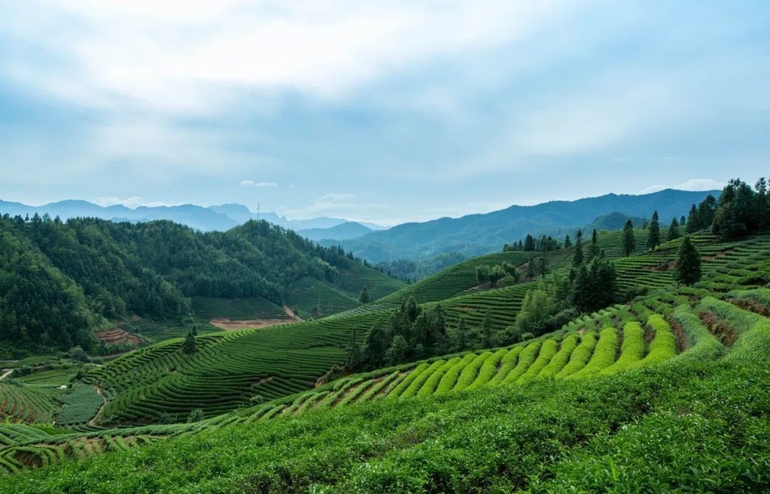 加工工艺制成|铁观音、乌龙茶，谁喊谁“爸爸”？