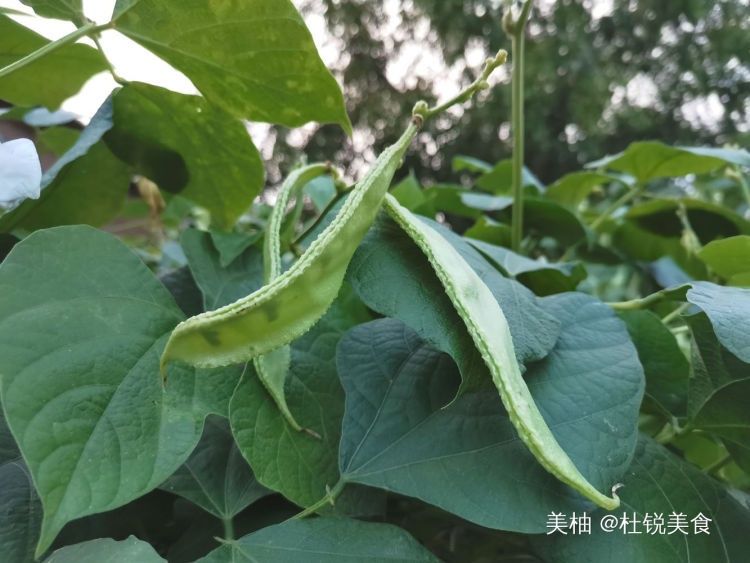 虾酱|真正老百姓的海鲜，70年代天天吃，沉淀了几代人的深刻回忆