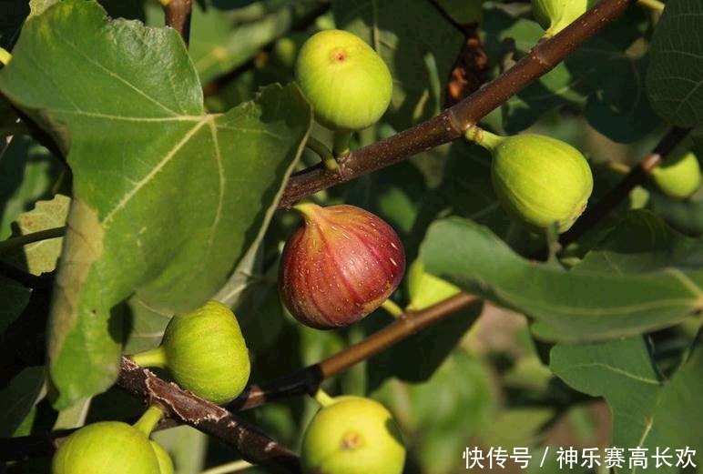 无花果的叶|无花果全身都是宝,果肉清甜美味,叶子也大有用处,别随便丢了