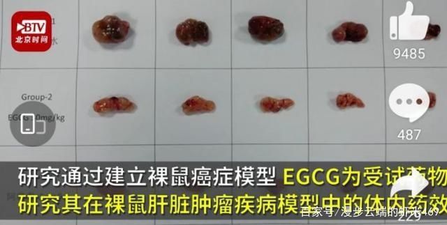  要成分EGCG|武汉两名小学生研究喝茶抗癌获全国大奖、出事前装死，出事后死装