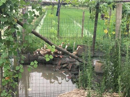  顺藤摸瓜|小贼途径田间顺手牵“鸭”，警方顺藤摸瓜一举拿下