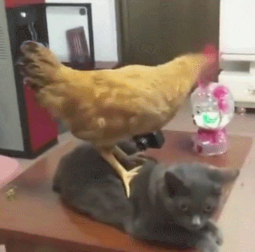 猫咪|猫咪：这年头……我们当猫的太不容易了！