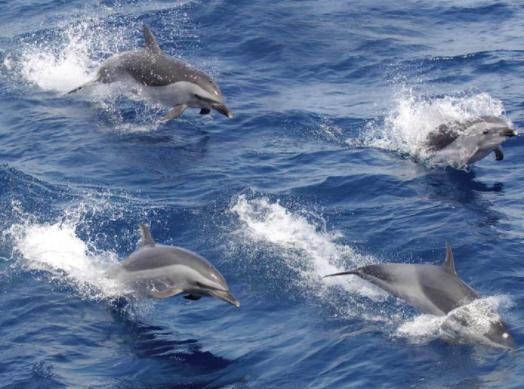 人类|黑猩猩与人类婴儿一同长大,以为自己是人类,后来变成什么样了