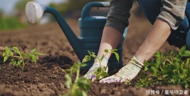还要|在家种个菜都这么美,还要什么花园?