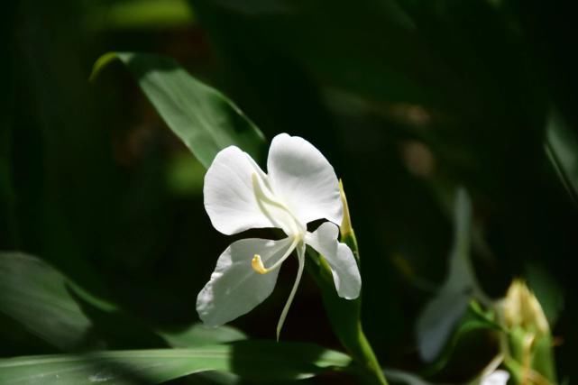 记忆|栀子花，白兰花......你记忆中的城市“香水”是什么？