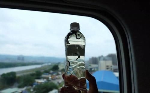  泡茶|冷泡茶伤胃？八成是你还不会泡！