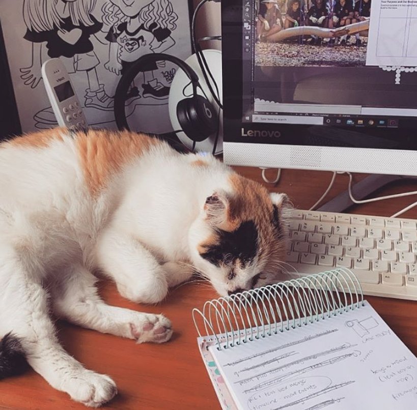 爸妈|爱猫身患癌症，女孩坚决让爸妈掏钱切它耳鼻，13年陪伴比钱重要