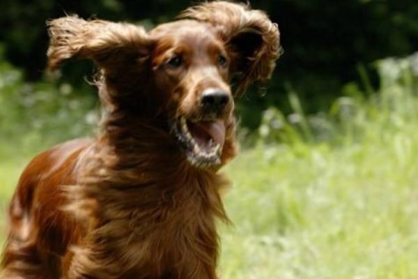 狂犬病|当猫狗狂犬病进入发作期的时候,会出现下面几种症状!