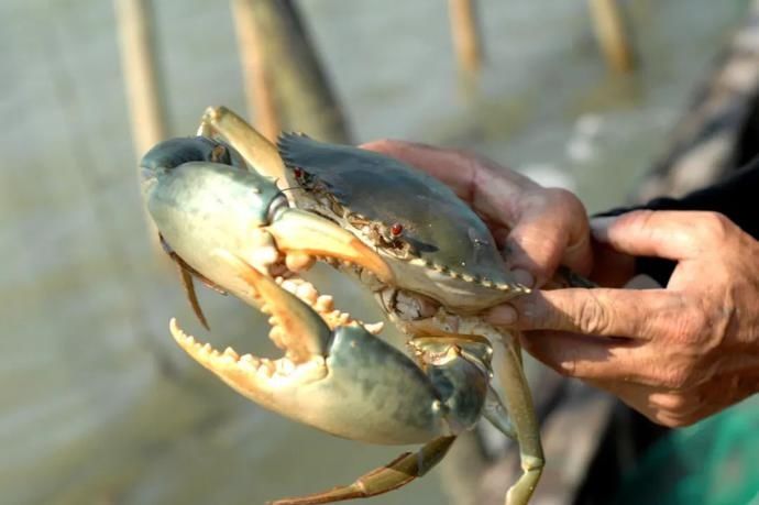  鲜味|鲜味回归！别流口水！宁波养殖梭子蟹夏捕开始啦