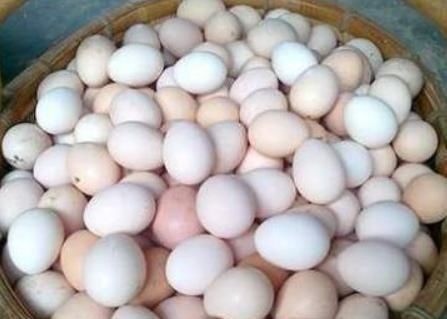 养殖户|买鸡蛋时,该挑红皮的还是白皮的?养殖户透露秘诀,这样挑才对