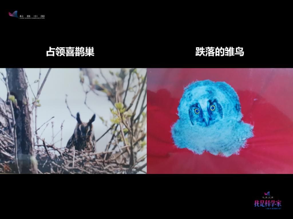  人生|研究灰脸鵟鹰那两年，是我人生中感到最热的两个夏天