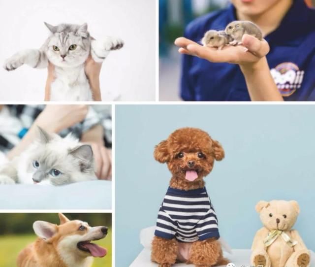 波奇网|波奇宠物冲刺美股：年亏1.76亿 高盛与招商银行为股东