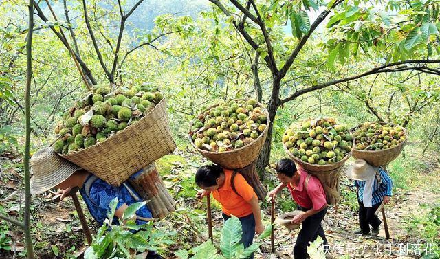 丰满|九月的板栗真当时,丰满多肉营养好,秋分时节板栗这样吃才是王道