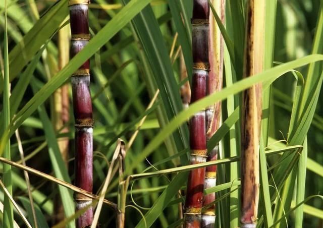  补血|辰颐物语：辰颐手工红糖——补血、暖胃、养颜，都离不开的好糖