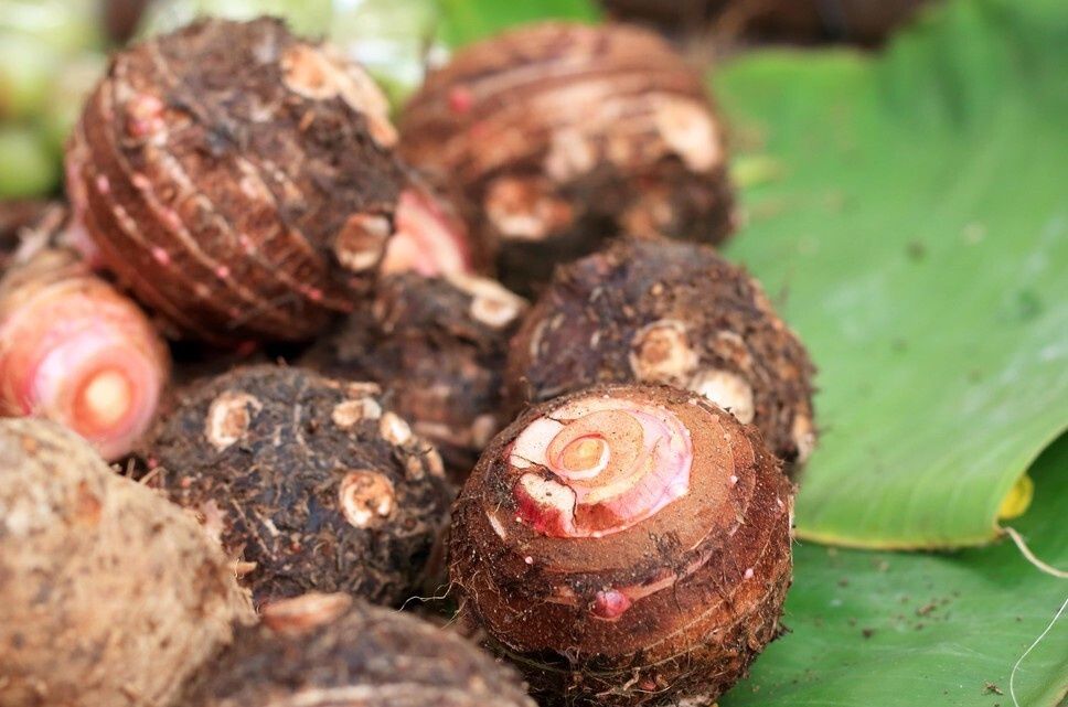 粉糯好吃|芋头挑不好,怎么煮都硬,教你5个小妙招,挑选优质软糯芋头