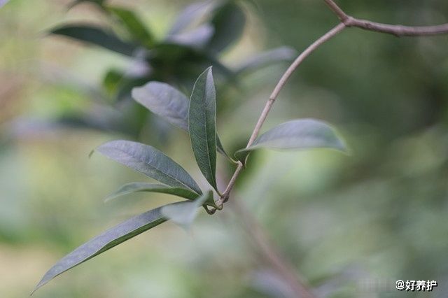 千树万树|忽如一夜秋风来，千树万树桂花开！满城桂花香！